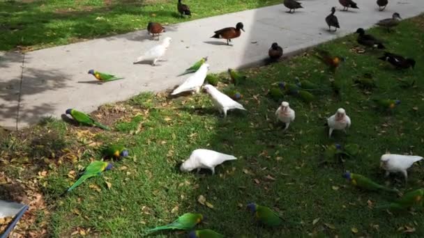 Flock Ducks Park — Stock Video