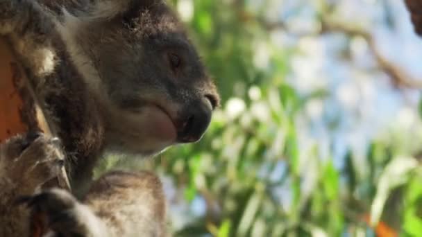 Koala Zittend Boom Close — Stockvideo