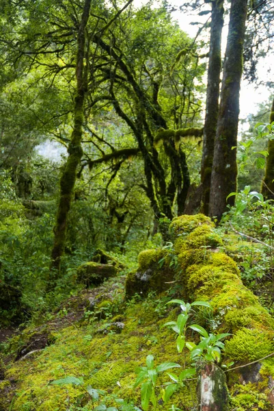 Lagoa Floresta Mística Madalena Huehuetenango Guatemala América Central — Fotografia de Stock