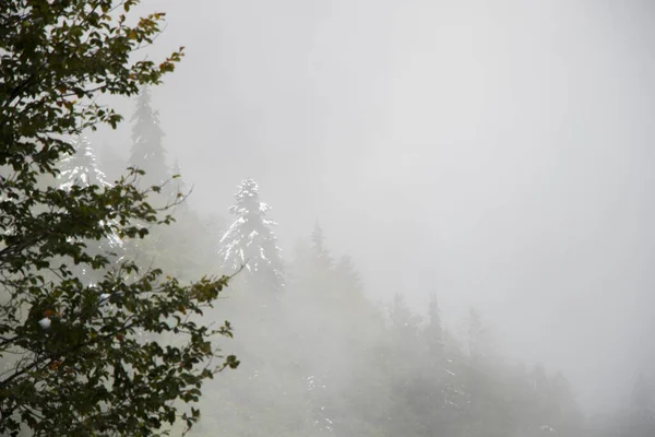 霧と霧の森の景色 — ストック写真