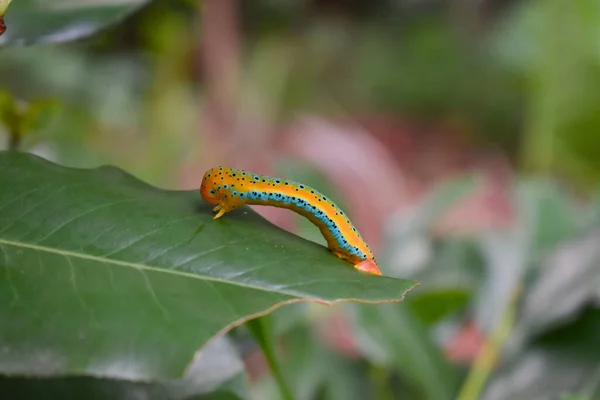 Selective Focus Colorful Caterpillar Green Leaf — Stock Photo, Image
