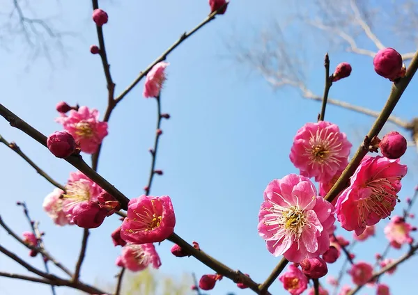 Низький Кут Розпускання Рожевої Сливи Prunus Mume Сонячний День — стокове фото
