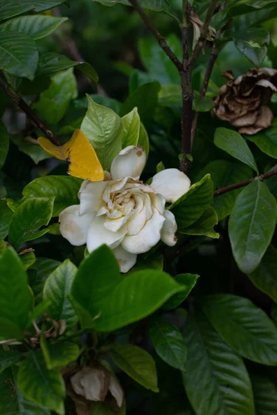 Uma Flor Gardênia Branca Cercada Por Folhas Verdes — Fotografia de Stock