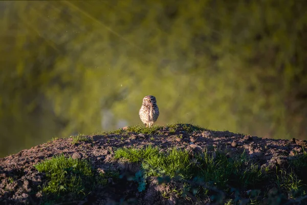 Cute Owl Nature — Stock Photo, Image