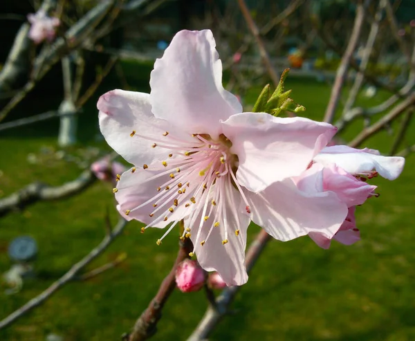 Крупним Планом Знімок Однієї Квітки Вишні Rosebud Фоні Парку — стокове фото