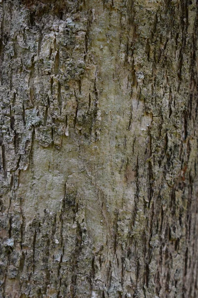 Вертикальний Знімок Текстурованої Кори Дерева Шпалер Фону — стокове фото