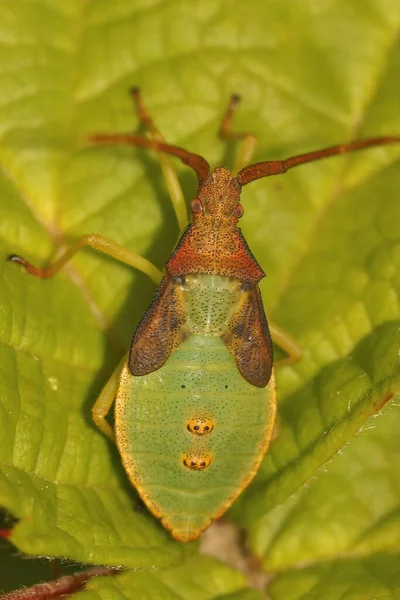 Closeup Green Nymph Box Bug Gonocerus Acuteangulatus Sitting Green Leaf — Stock Photo, Image