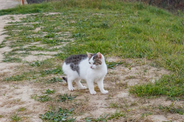 Krásná Kočka Trávníkovém Poli Během Dne — Stock fotografie