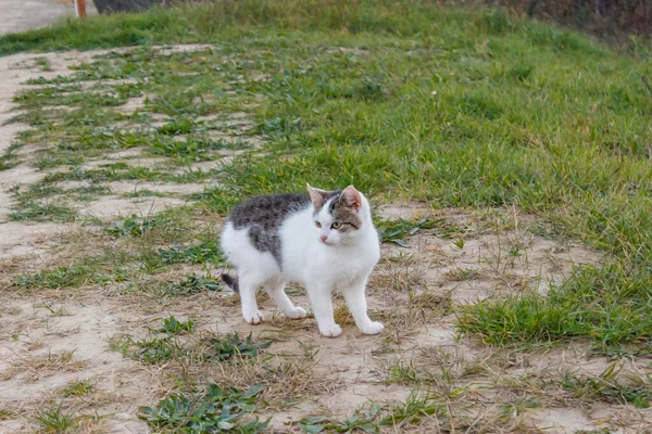 Gato Encantador Campo Hierba Durante Día —  Fotos de Stock