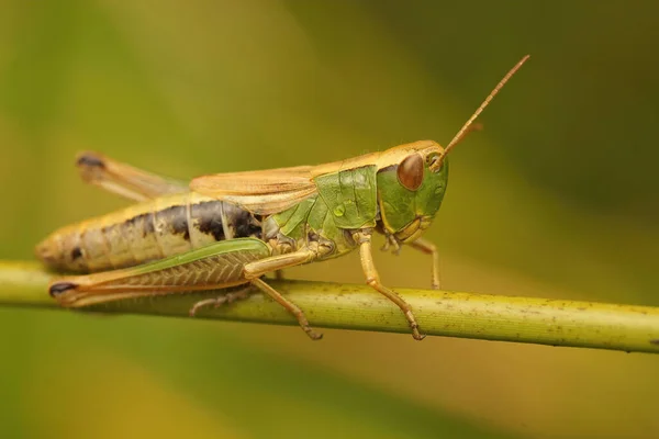 Closeup Green Female Meadow Grasshopper Chorthippus Parallelus Sitting Twig — Stock Photo, Image