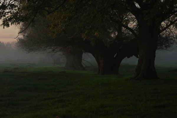 Pollarded Willow Early Morning Mist Mystical Quiet Atmosphere Typical Mood — Stock Photo, Image