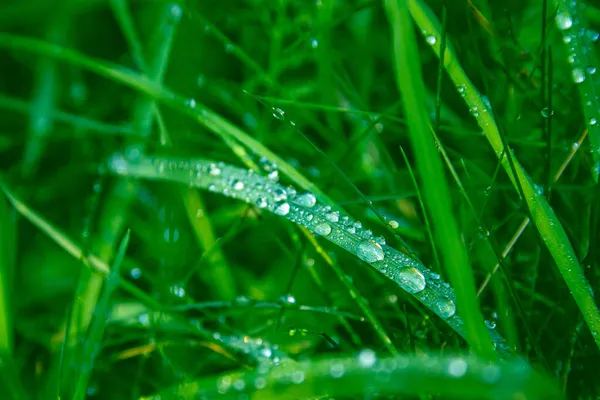 Dauw Vers Groen Gras — Stockfoto