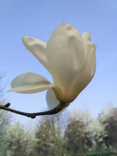 Gros Plan Une Fleur Magnolia — Photo