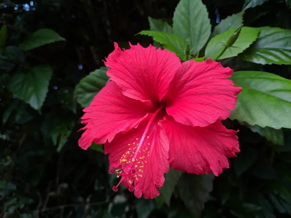 정원에 분홍빛 히비스커스 몰로우 클로즈업 — 스톡 사진