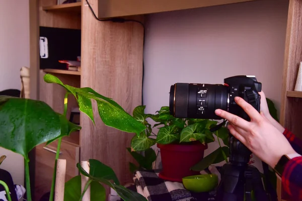 Iasi Romania August 2020 Person Taking Picture Monstera Plant Using — 图库照片