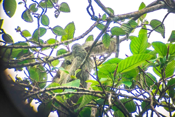 Tiro Perto Macaco Cinzento Subindo Nas Árvores Ramo Para Outro — Fotografia de Stock