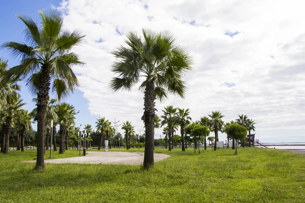 佐治亚州安纳卡利亚海滩公园的棕榈树 度假观 — 图库照片