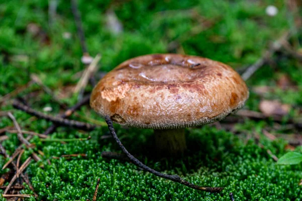 Closeup Shot Growing Paxillus Involutus Mushroom — Stock Photo, Image