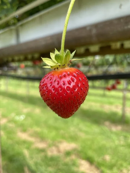 Closeup Shot Fresh Strawberry Green Blurred Background — Stock Photo, Image