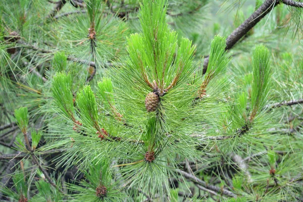 Zbliżenie Ujęcia Stożka Roślina Choince Pinus Tabuliformis Regularnym Dniu — Zdjęcie stockowe