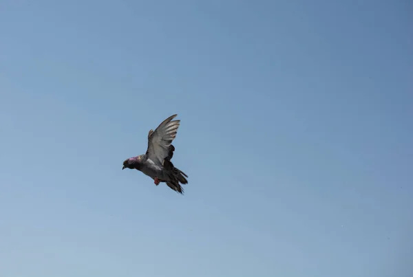 Una Hermosa Toma Una Paloma Volando Libertad Del Cielo Azul —  Fotos de Stock