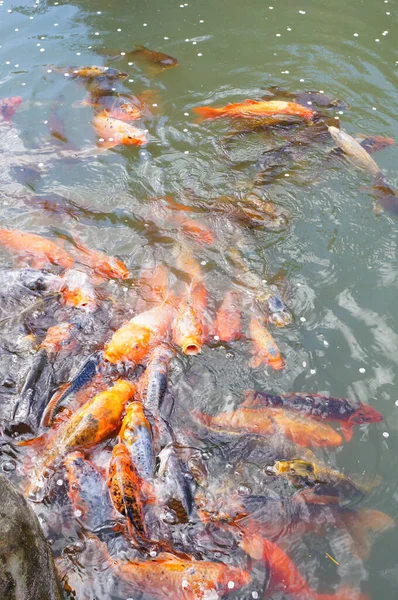 Sekelompok Ikan Oranye Sungai — Stok Foto