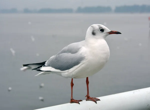 Close Shot Cute White Seagull Sea Background — Stock Photo, Image