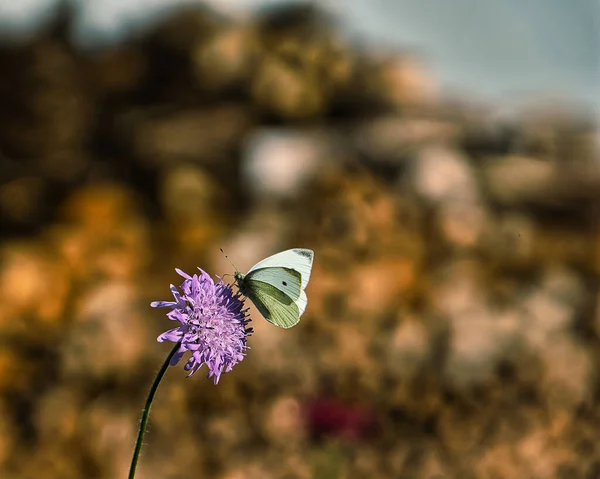 Mise Point Peu Profonde Papillon Chou Perché Sur Une Fleur — Photo