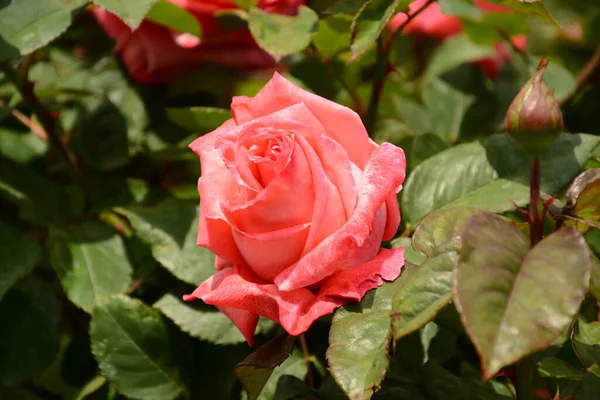 Zbliżenie Ujęcia Róży Bengalskiej — Zdjęcie stockowe