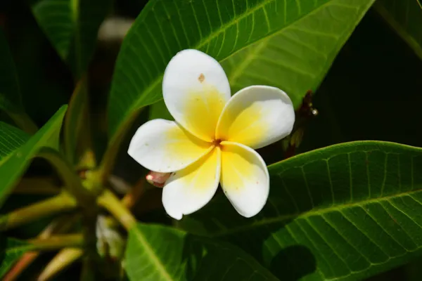 緑の背景に白いプルメリアの花のクローズアップ — ストック写真