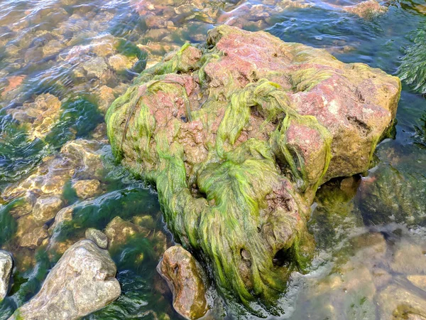 Морські Водорості Скелі Морської Води — стокове фото