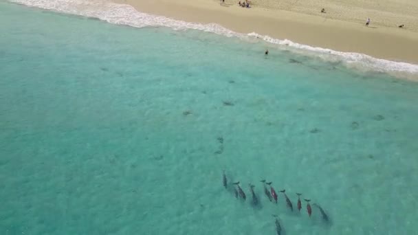Дельфины Чистой Бирюзовой Воде — стоковое видео