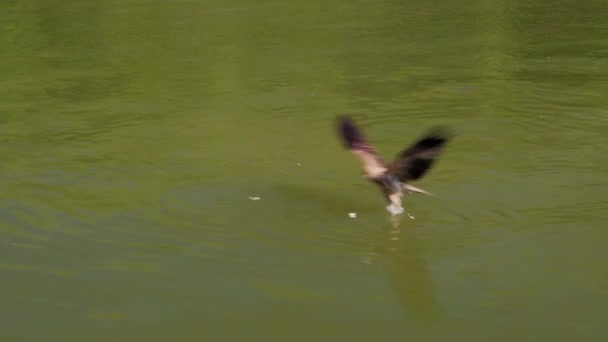 公園内の川を眺めながら湖の真ん中に映る姿は — ストック動画