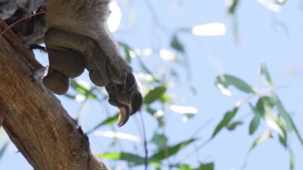 Koala Sentado Árvore Perto — Vídeo de Stock