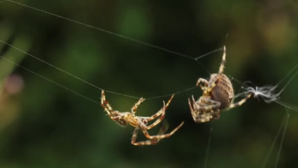 Vista Cercana Arañas Luchando Entre Telaraña Contra Fondo Borroso — Vídeos de Stock