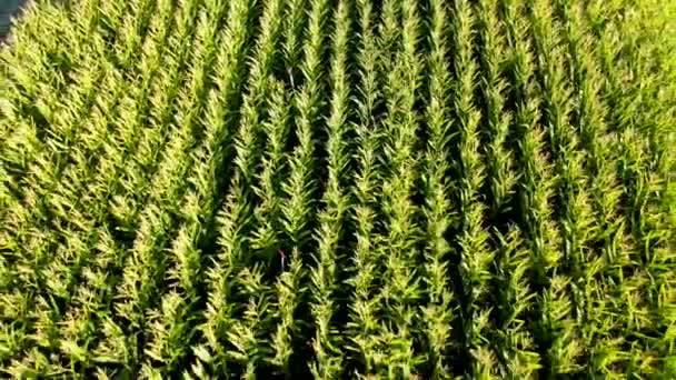 収穫期のトウモロコシ畑の空中風景 — ストック動画