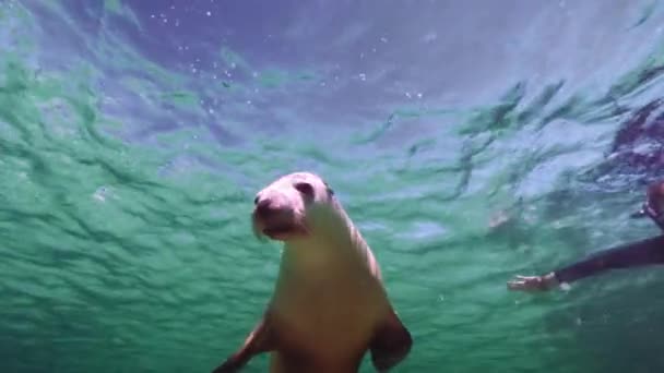 Seelöwenrobbe Schwimmt Unter Wasser — Stockvideo