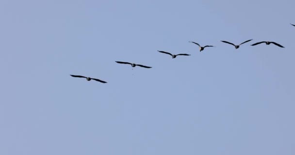 Troupeau Oiseaux Dans Ciel — Video