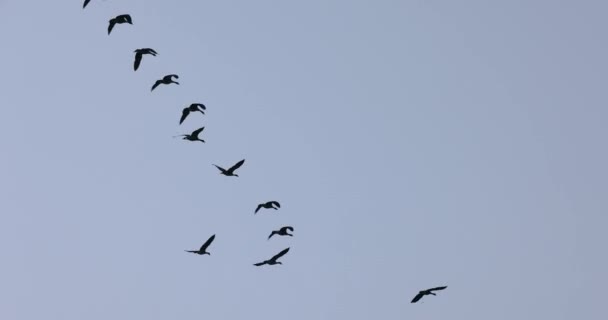 Bandada Aves Volando Cielo — Vídeo de stock