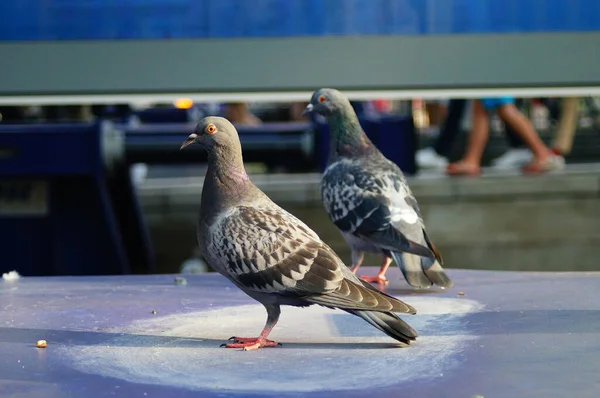환경에서 비둘기입니다 프랑크푸르트는 독일의 역이다 — 스톡 사진