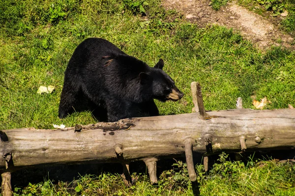 Černý Medvěd Zeleni Slunečného Dne — Stock fotografie