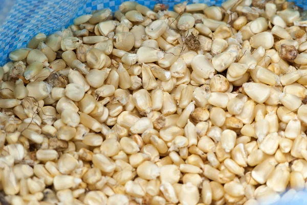 Kukuřičná Semínka Trhu Guatemale Zea Mays — Stock fotografie
