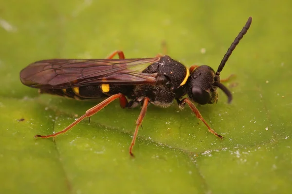 Closeup Large Spurred Digger Wasp Nysson Spinosus Sitting Green Leaf — Stock Photo, Image