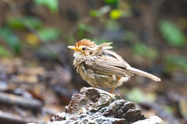 Piccolo Uccello Bruno Carino Con Allattamento Seno Strisce Doccia — Foto Stock