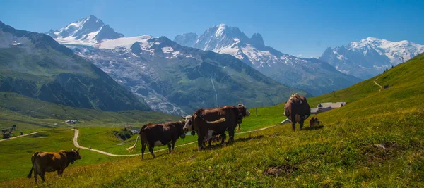 Sebuah Peternakan Merumput Chamonix Haute Savoie Perancis — Stok Foto