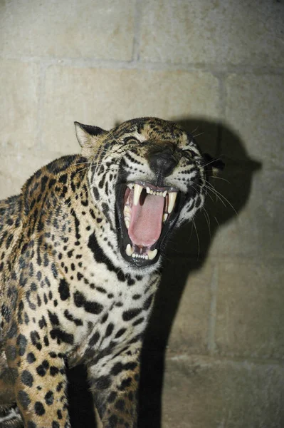 Close View Jaguar Panthera Onca Guatemala Central America — Stock Photo, Image