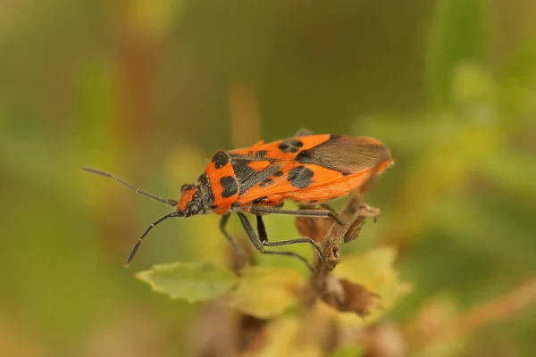 Closeup Colorful Scentless Plant Bug Corizus Hyoscyami Sitting Top Plant — Stock Photo, Image