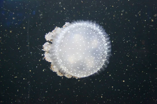 Медузи Глибокому Блакитному Морі Маленькі Вогні Навколо — стокове фото