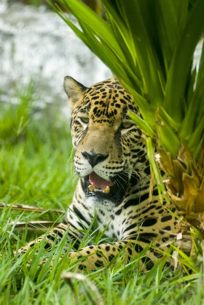 Γκρο Πλαν Άποψη Ενός Ιαγουάρου Panthera Onca Στη Γουατεμάλα Κεντρική — Φωτογραφία Αρχείου