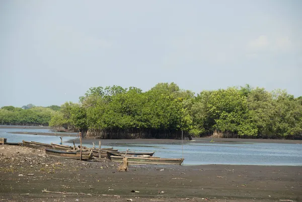 低潮水红树林 典型的危地马拉船只 中美洲A — 图库照片